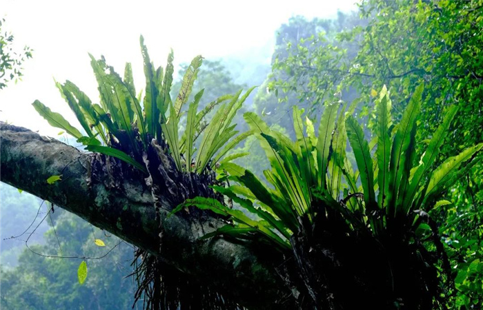 綠水河熱帶雨林