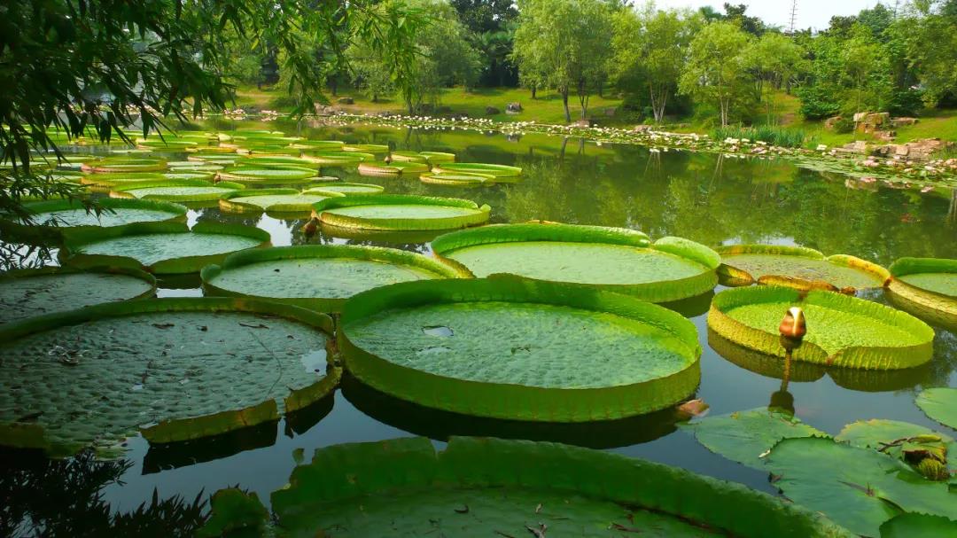 版納中科院植物園