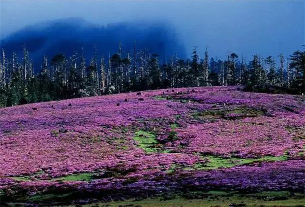 云南露營場地：香格里拉花開成海！錯過要等一年！