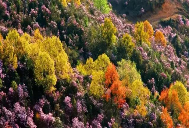 云南傳媒公司：轎子雪山即將迎來最盛花期，滿山杜鵑美哭了