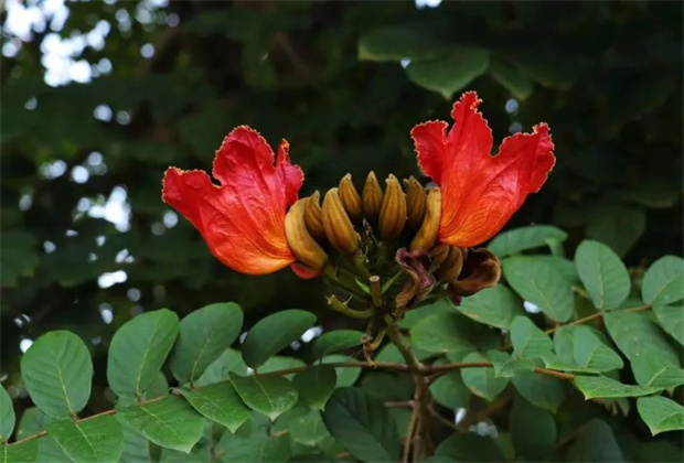 西雙版納旅行社 西雙版納旅游 火焰花盛開(kāi)，來(lái)西雙版納相約“冬日里的一把火”